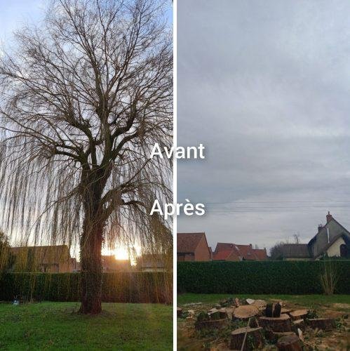 avant / Après elagage - Photo 3