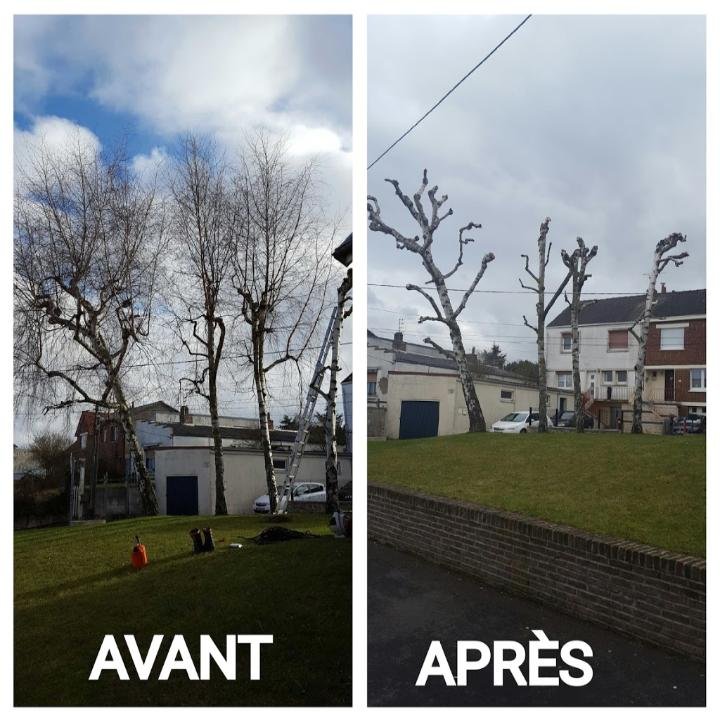 avant / Après elagage - Photo 4